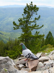 Bird on top of a mountain 
