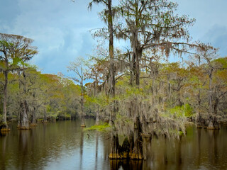 Bald Cypress Swamp, Caddo Lake State Park, Texas