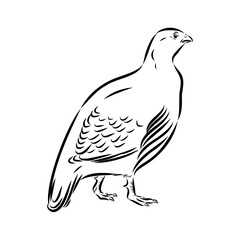 Ulan. bird, vector sketch