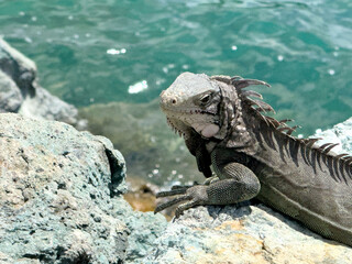 Green iguana on rocks, St. Thomas, U.S. Virgin Islands
