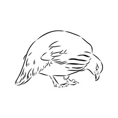 Ulan. bird, vector sketch