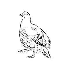 Ulan. bird, vector sketch
