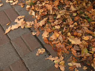 dried yellow autumn leaves on gray asphalt. autumn mood.