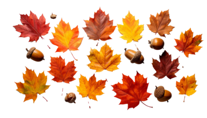 Autumn maple leaves and acorns falling, transparent background
