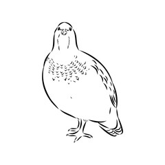 Ulan. bird, vector sketch