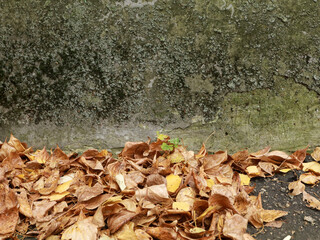 Green and Black Mold Fungus on Concrete Wall
