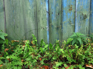 Old wooden fence of emerald color with vintage texture.