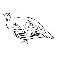 Ulan. bird, vector sketch