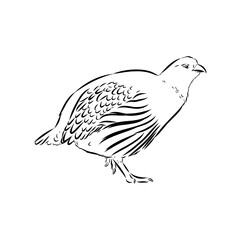 Ulan. bird, vector sketch
