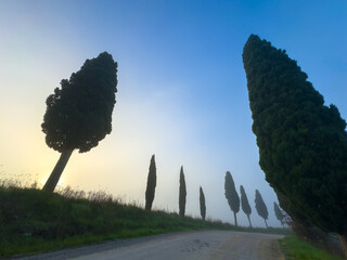 Colorful morning scene winding road lined by slender cypress trees warm sunrise glow light fog creating peaceful rural atmosphere