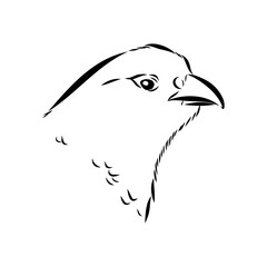 Obraz premium Ulan. bird, vector sketch