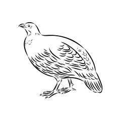 Ulan. bird, vector sketch