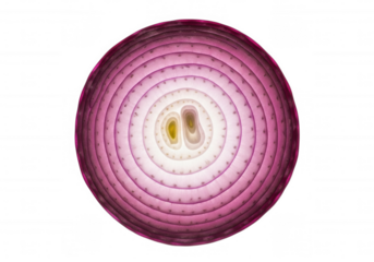Illuminated Red Onion Cross Section isolated on a transparent background