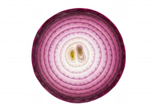 Illuminated Red Onion Cross Section isolated on a transparent background