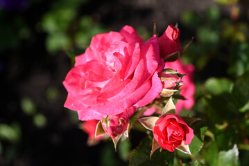 A bright red rose in a summer garden. A large red rose bud. A rosebud.
