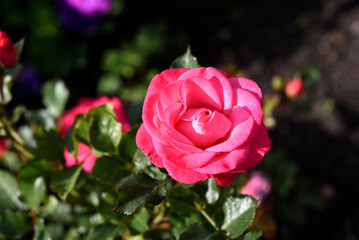 A bright red rose in a summer garden. A large red rose bud. A rosebud.