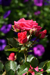 A bright red rose in a summer garden. A large red rose bud. A rosebud.
