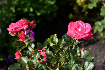 A bright red rose in a summer garden. A large red rose bud. A rosebud.