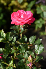 A bright red rose in a summer garden. A large red rose bud. A rosebud.