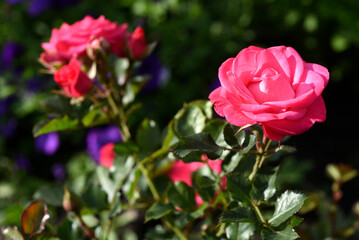 A bright red rose in a summer garden. A large red rose bud. A rosebud.