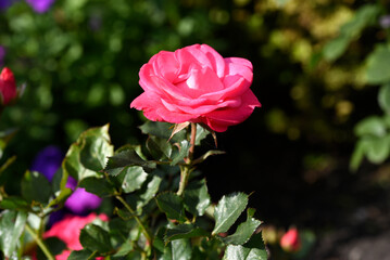 A bright red rose in a summer garden. A large red rose bud. A rosebud.