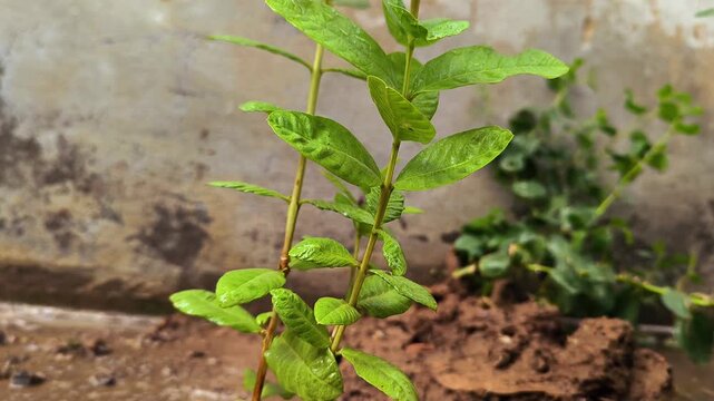 Young guava plant sapling showing new growth ready for transplanting in the garden Isolated on White Background