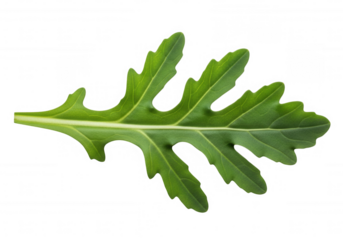 Green jagged leaf isolated on a transparent background