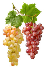Two bunches of ripe grapes, one pale yellow, the other a vibrant red, hanging with green leaves against a stark black background.