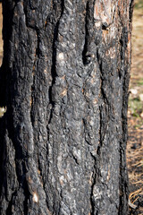 burnt trees in the forest after a fire