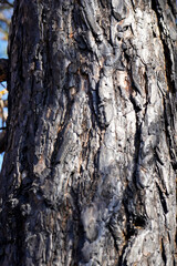 burnt trees in the forest after a fire