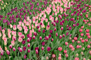 Fototapeta premium Tulips 04 