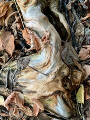 Close-up of naturally shaped wood resembling a mythical animal face. The smooth polished surface shows beautiful textures and colors, creating an abstract forest creature look. Nature art.