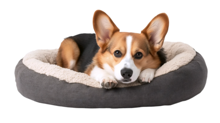 Relaxed Corgi Puppy Resting
