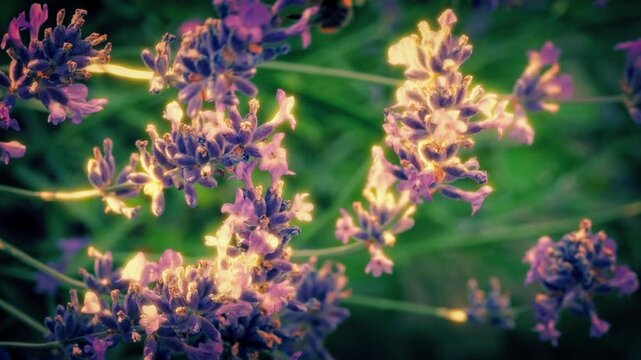 Bee Collects Pollen From Flowers At Sunset
