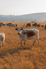 Peaceful Cow Grazing in a Wide Open Pasture