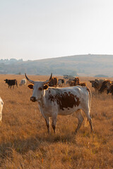 Cow Grazing in Open Field on a Sunny Day