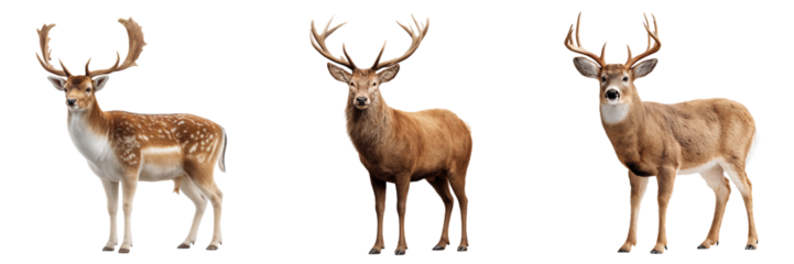Set of Majestic deer isolated on a transparent background