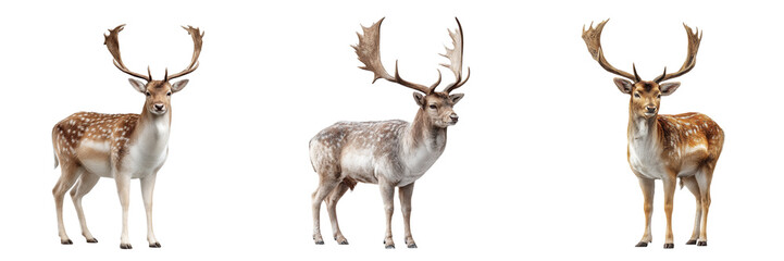 Obraz premium Set of Majestic Deer Standing Gracefully With Large Antlers And A Sleek Brown Coat isolated on a transparent background