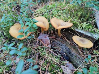 a mushroom in the forest. Hygrophoropsis aurantiaca