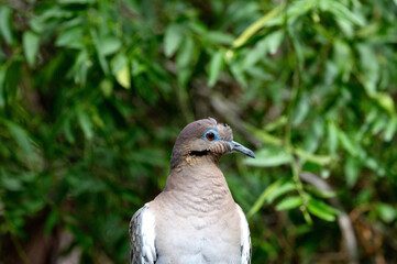 White-winged Dove in Saguaro National Park