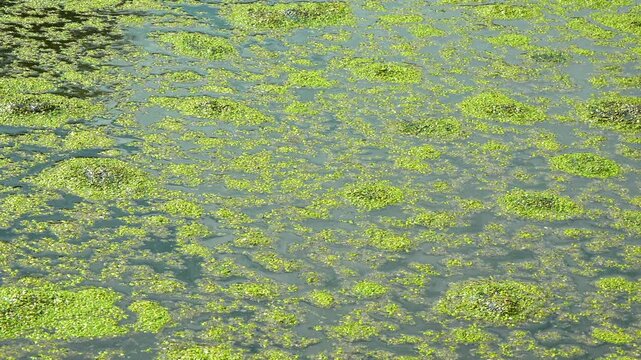 Aquatic plants rootless duckweed Wolffia arrhiza and duckweed Lemna turionifera, Odessa