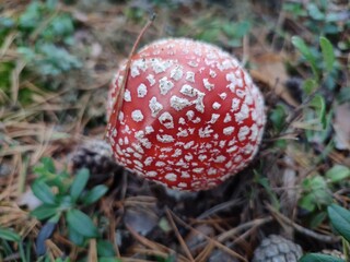 fly agaric in the autumn forest