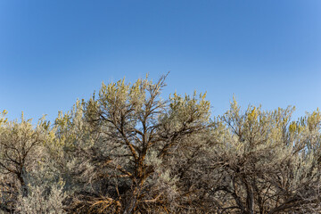 Artemisia tridentata, Sagebrush. North Menan Butte, tuff cones - volcanoes.Twin Butte Rd, Madison County, Idaho. Snake River Plain.