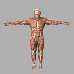 High-Resolution 3D Model: Full Human Male Muscular System in Anatomical Pose (Front View).
A high-fidelity, highly detailed digital illustration of the complete male human muscular system. The model a