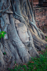 Buddha Head In The Roots Of A Bodhi Tree famous landmark in Ayutthaya, Thailand