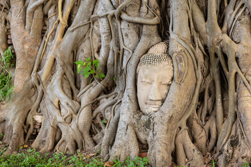Buddha Head In The Roots Of A Bodhi Tree famous landmark in Ayutthaya, Thailand