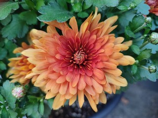 Flowers in autumn. Chrysanthemum