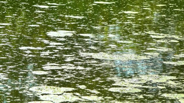 Natural background, duckweed and Wolffia arrhiza plants floating on the surface of a dirty eutrophic lake