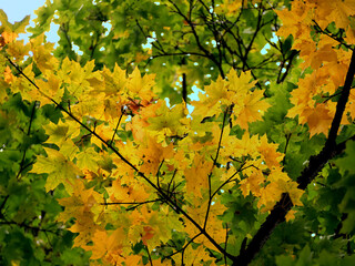 Yellow autumn maple leaves - A Branch of a Maple Tree with Vibrant Yellow Autumn Leaves
