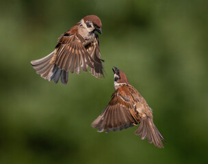 The battle of two birds sparrows flying in a summer green garden waving feathers and wings